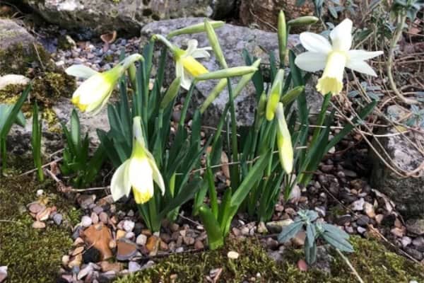 daffodils+feb