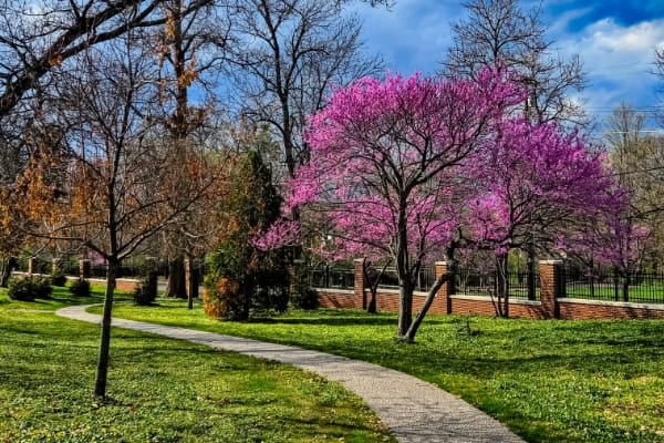 North Campus Redbud dark sky