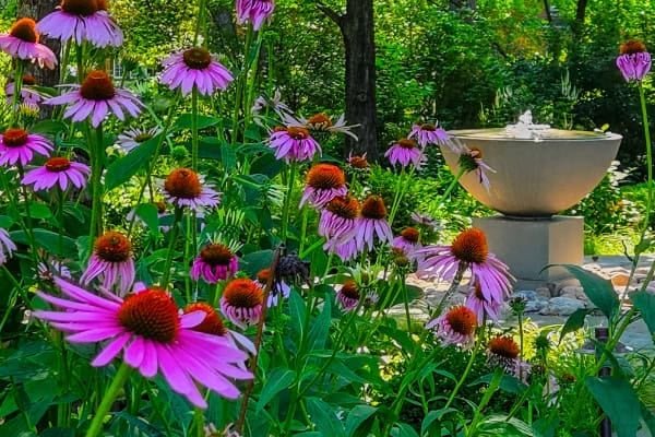 cone flowers and fountain_edited